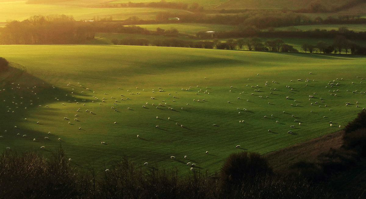  Why You Should Consider British Wine More