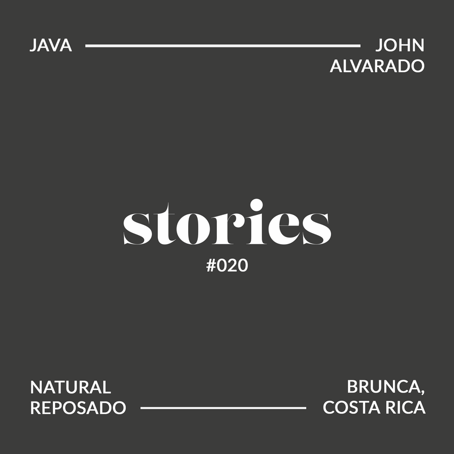 GUSTATORY Stories Costa Rica Corazon De Jesus Java Coffee (#020)